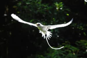 White_tailed_Tropic_bird